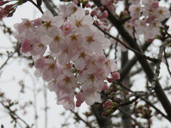 Sakura29