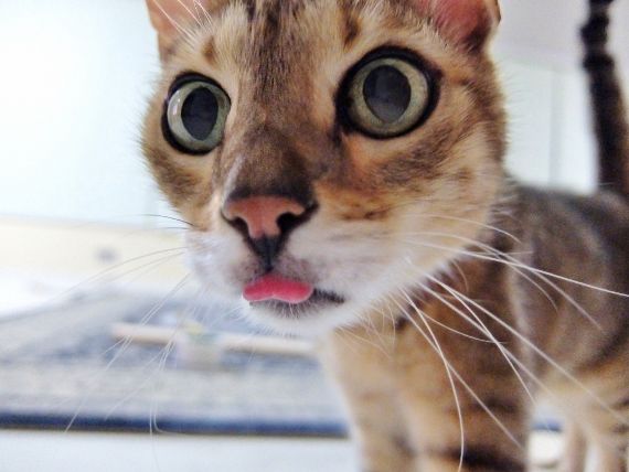 舌をしまい忘れた猫 ねこ The cat sometimes forgets to put back his tongue.