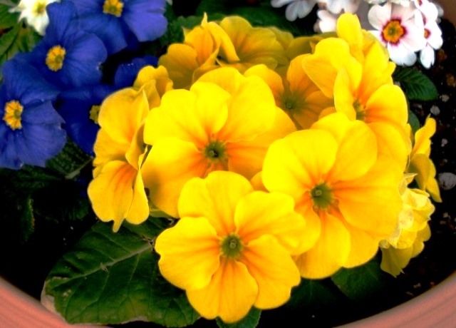 プリムラ ジュリアンの花 花と蕎麦とリハビリと 楽天ブログ