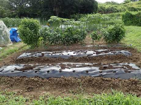 パクチー発芽と耕運機&マルチ☆葉山農園（8月中旬） | 暇人主婦の家庭菜園 - 楽天ブログ