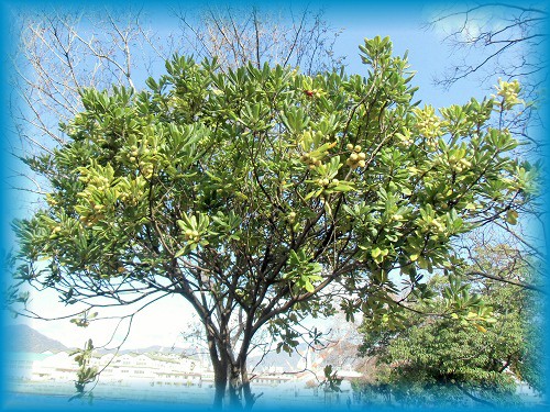 トベラ樹木