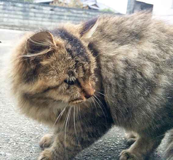 我が家のニャンコ♪2015/12/09-2