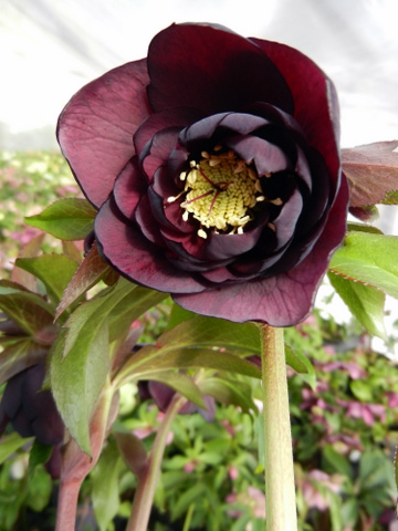 DSCN0685.JPG