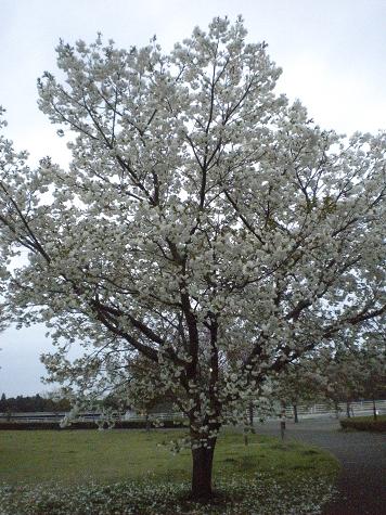 ４／２１早朝風景・八重桜の木.JPG