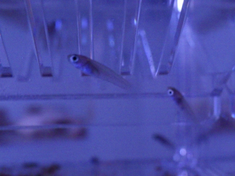 ポエキリア・サルファラリア（Poecilia cf sulphuraria）の疑い5　稚魚