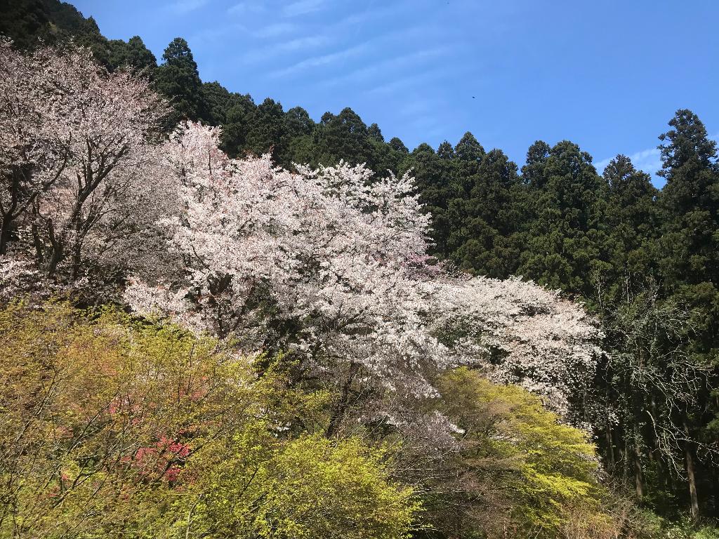 第7回醍醐山PR登山 弥彦山（やひこやま）634m（1） | 醍醐山と下部（しもべ）温泉 - 楽天ブログ