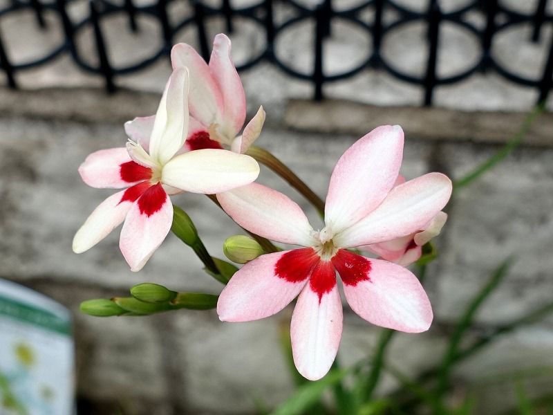 5月2日 今日の一花 その３ ヒメヒオウギ 姫檜扇 Gazengamaのブログ 散歩中に出合った花と趣味の陶芸作品 楽天ブログ