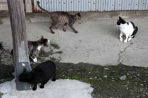 我が家のニャンコ♪2015/9/21-3