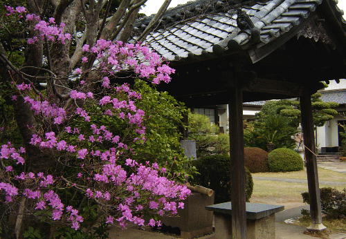 ミツバｒつつじ