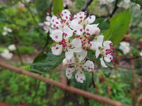 西洋カマツカの花 朝食 カフェ風に昼食 静かな時が流れる 風の庭 楽天ブログ