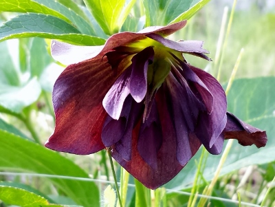 20160529_161457 (400x301).jpg