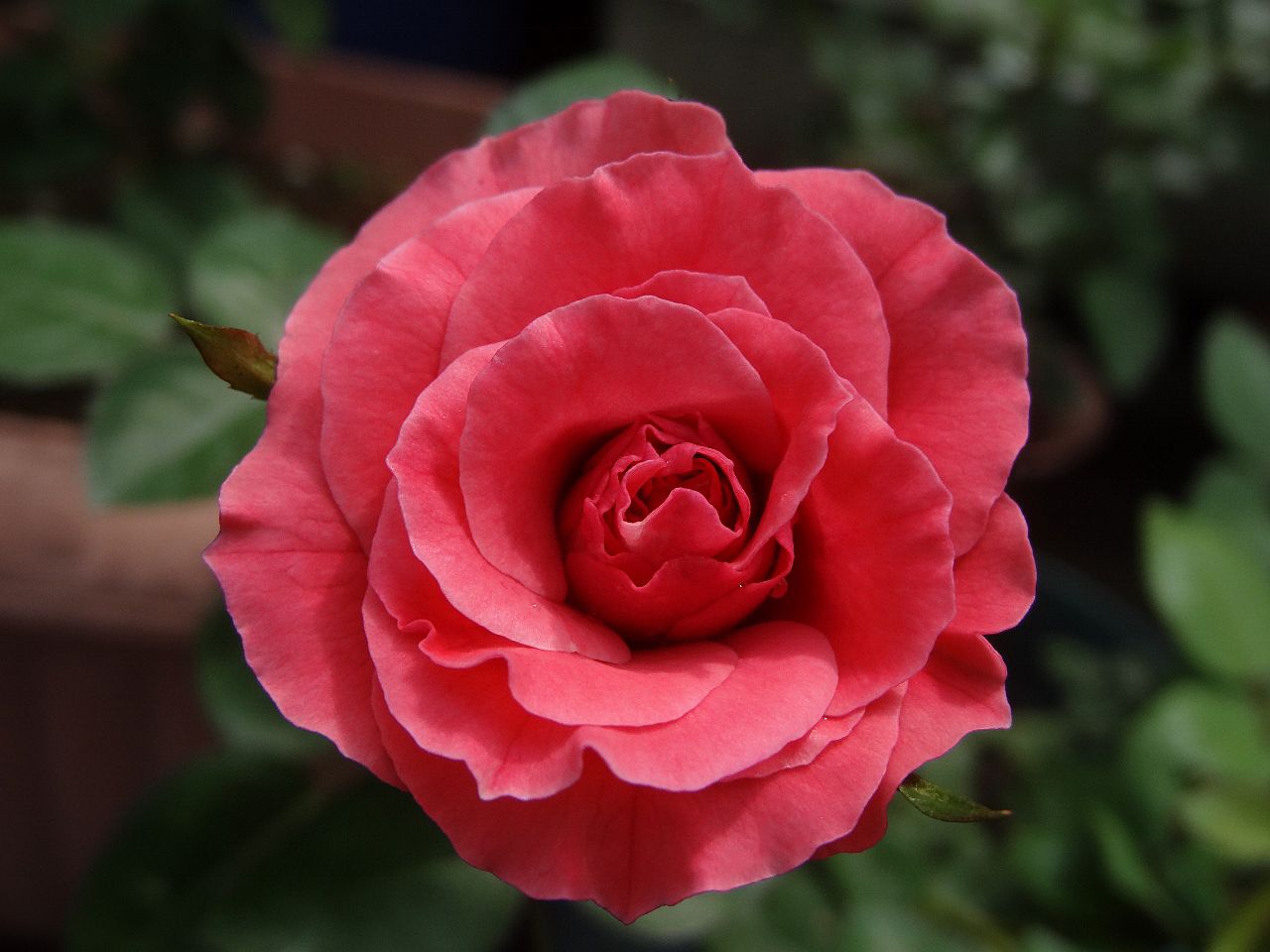 チャールストンの実生苗 春のバラ開花順ｎｏ 3 バラの美と香りを求めて 楽天ブログ