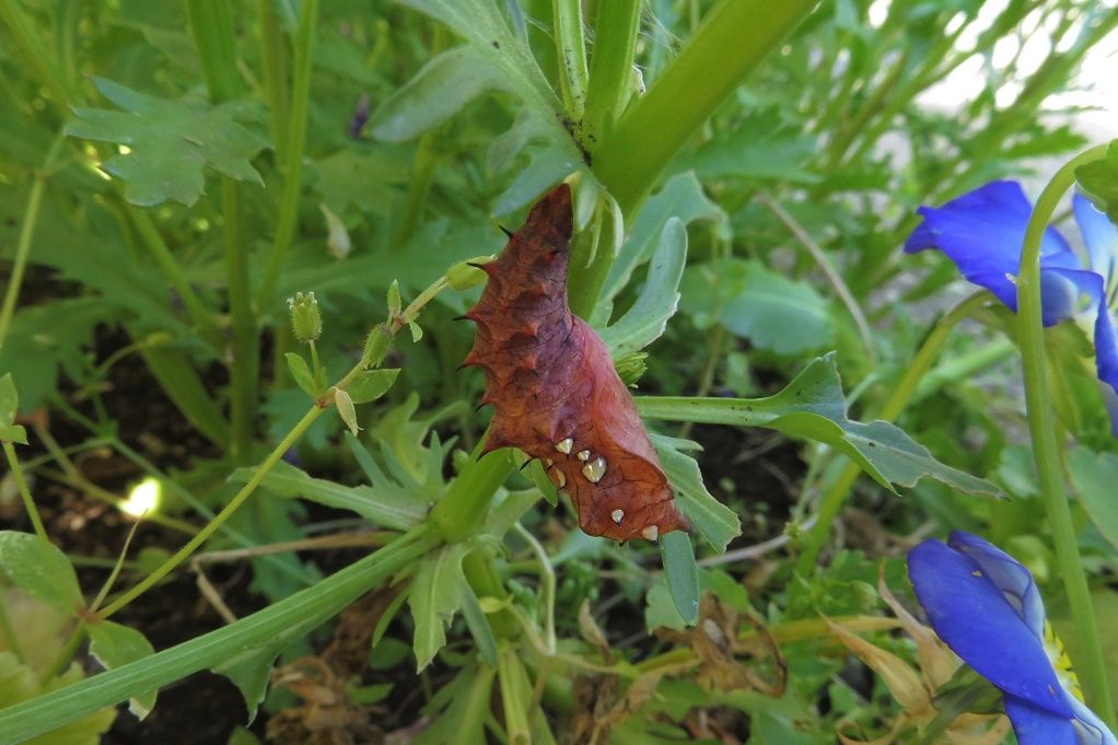 庭でツマグロヒョウモン 誕生 蛹の期間は２１日 大分金太郎の花鳥蝶月 楽天ブログ