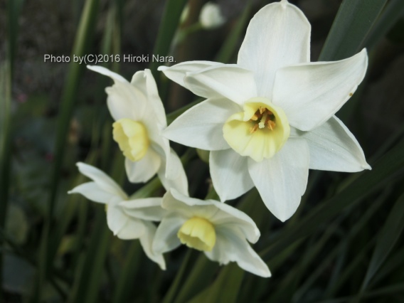 光景　sight0421　水仙　narcissus