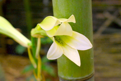 ウバユリ開花-1