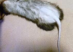 チョコの病状変化