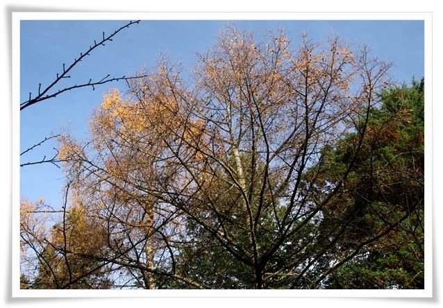 樹木公園-25 カラマツ-1 15.12.2