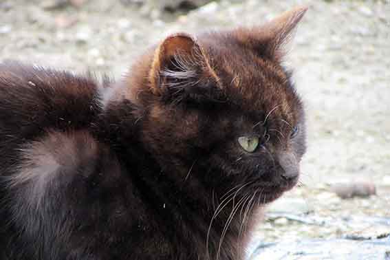 我が家のニャンコ♪2016/2/24-3