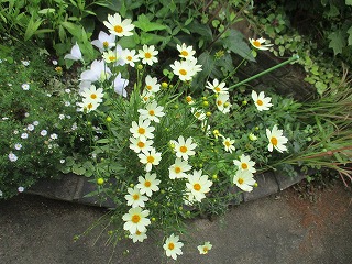 IMG_4955ss.jpg