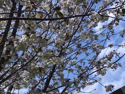 ２０１２年４月　満開の黄桜.JPG