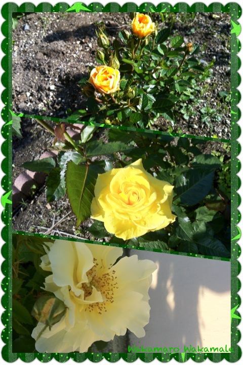黄色のバラたち
