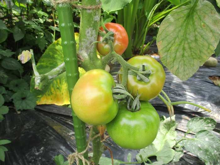 つるなしインゲン カボチャの初収穫です トマトにうどん粉病発生 幸せの積み木 楽天ブログ