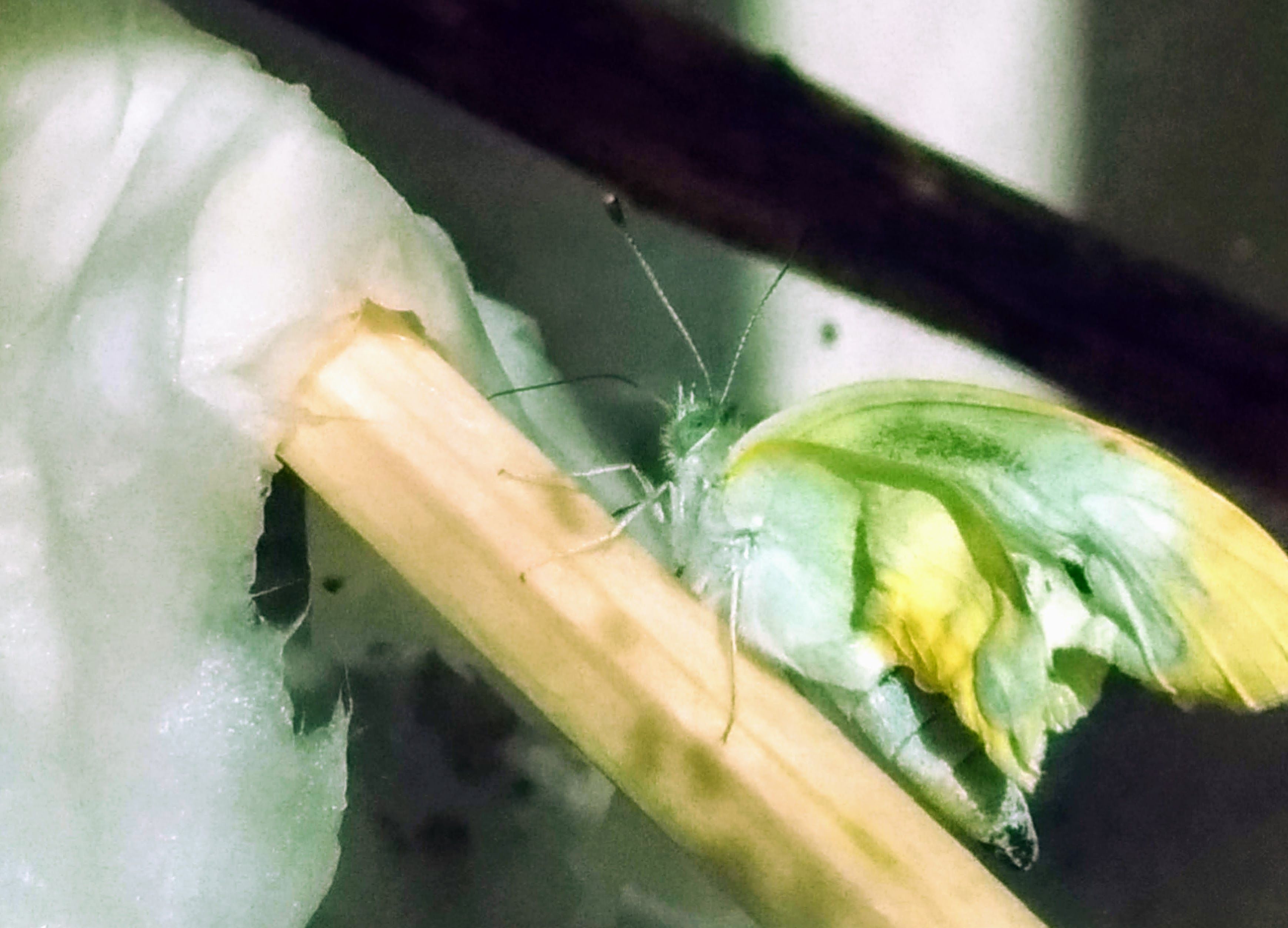 モンシロチョウの青虫を飼育８ 羽化不全と蛹の死 憧れの雑木のお庭をめざして Woods Garden 楽天ブログ