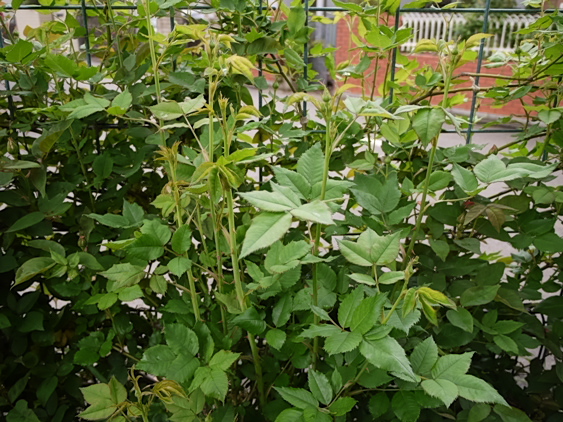 ラ・レーヌ・ヴィクトリア