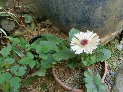 CIMG0090.jpg