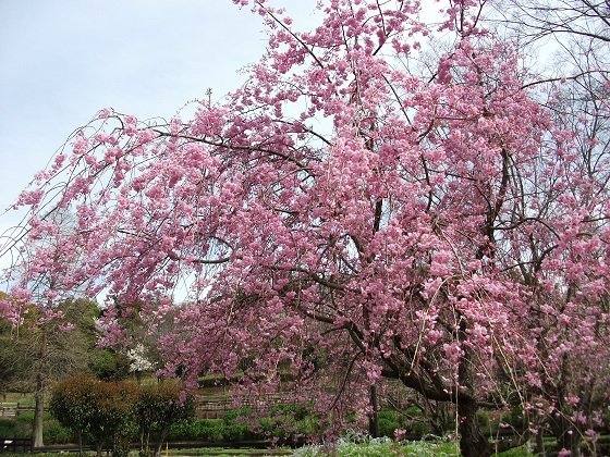 しだれ桜.jpg