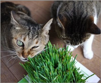 こっち見てんじゃないわよ！