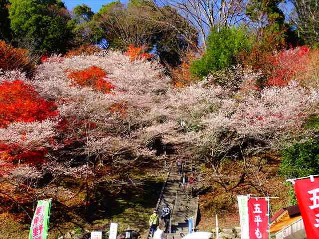 DSC08471_R.JPG