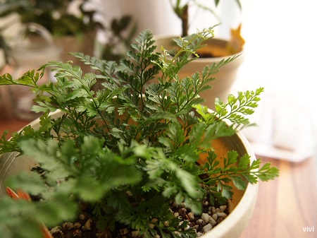 シノブ　100均　100円均一　シダ植物　観葉植物　新芽　室内　順調　画像　写真　土母　どうも　