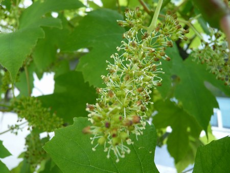 4べランダ庭葡萄花４450.jpg