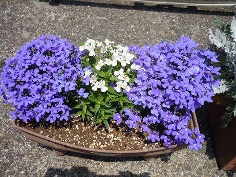 P1330256ブルー.jpg