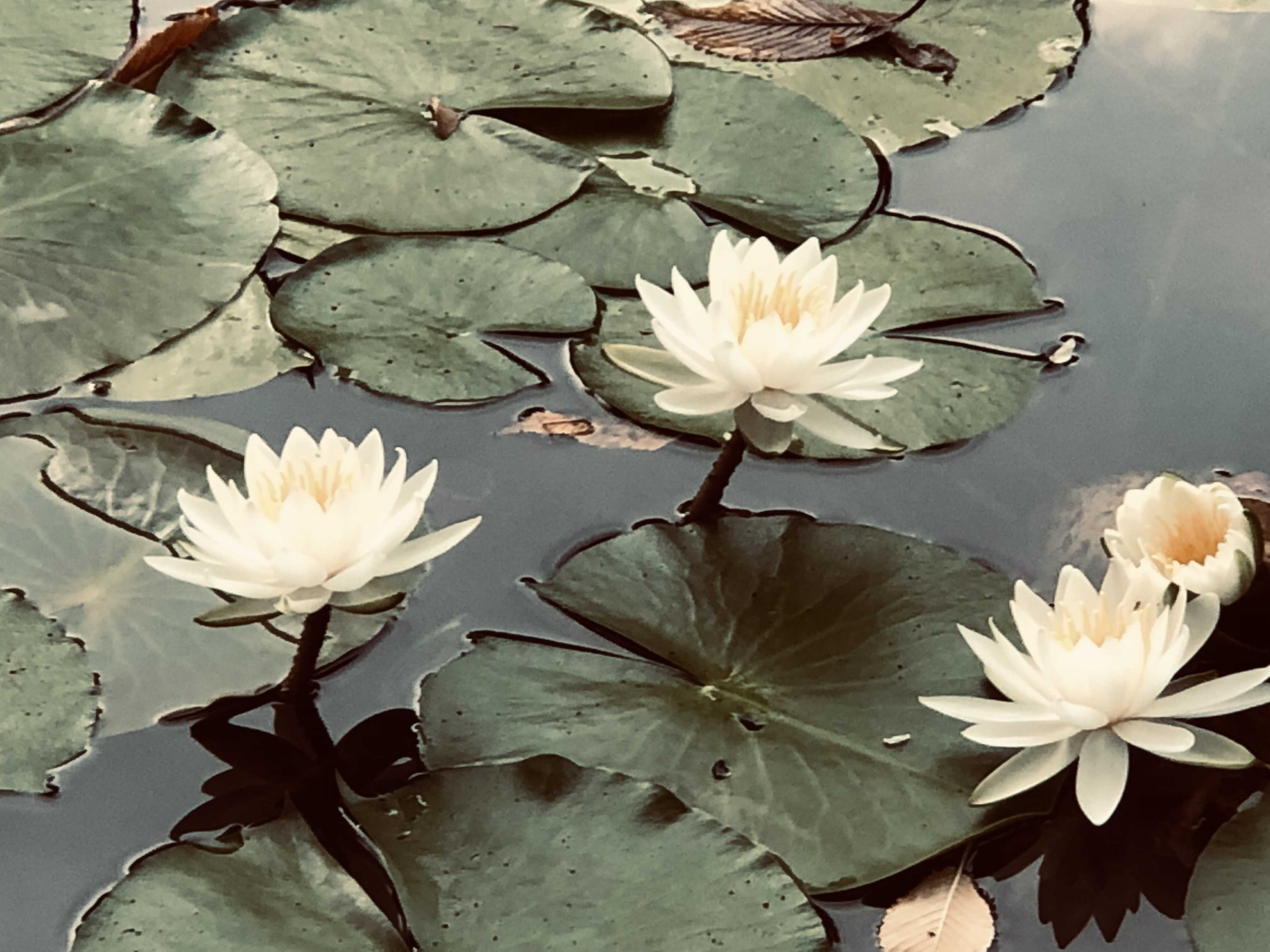 ヒデ田タヒ美のうつ病生活