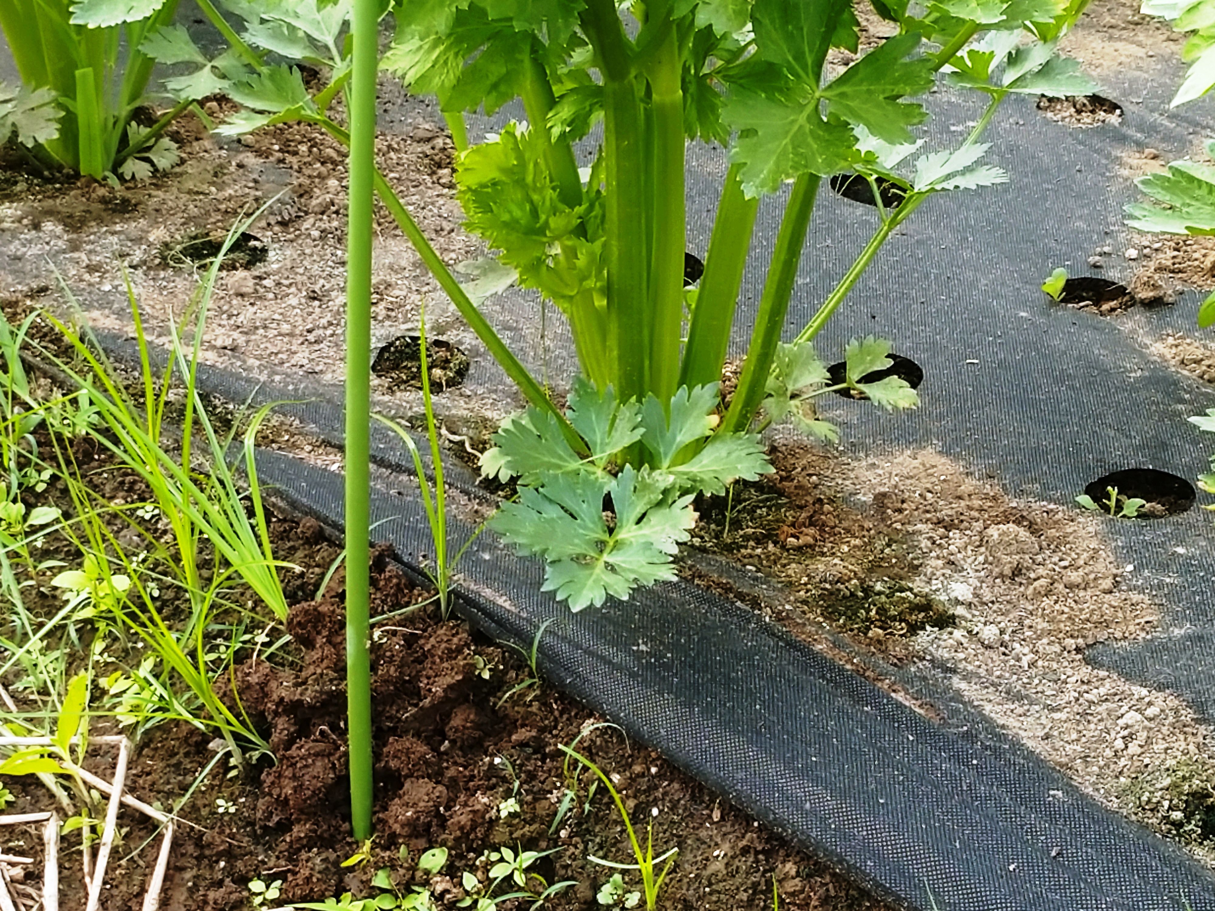 セロリのビニールトンネルを取って脇芽かき 青パパイヤと家庭菜園日記 楽天ブログ