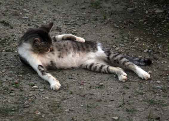 我が家のニャンコ♪2013/7/20-3