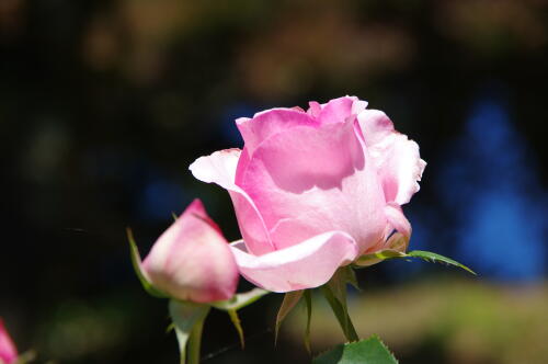 生田緑地ばら苑の秋薔薇