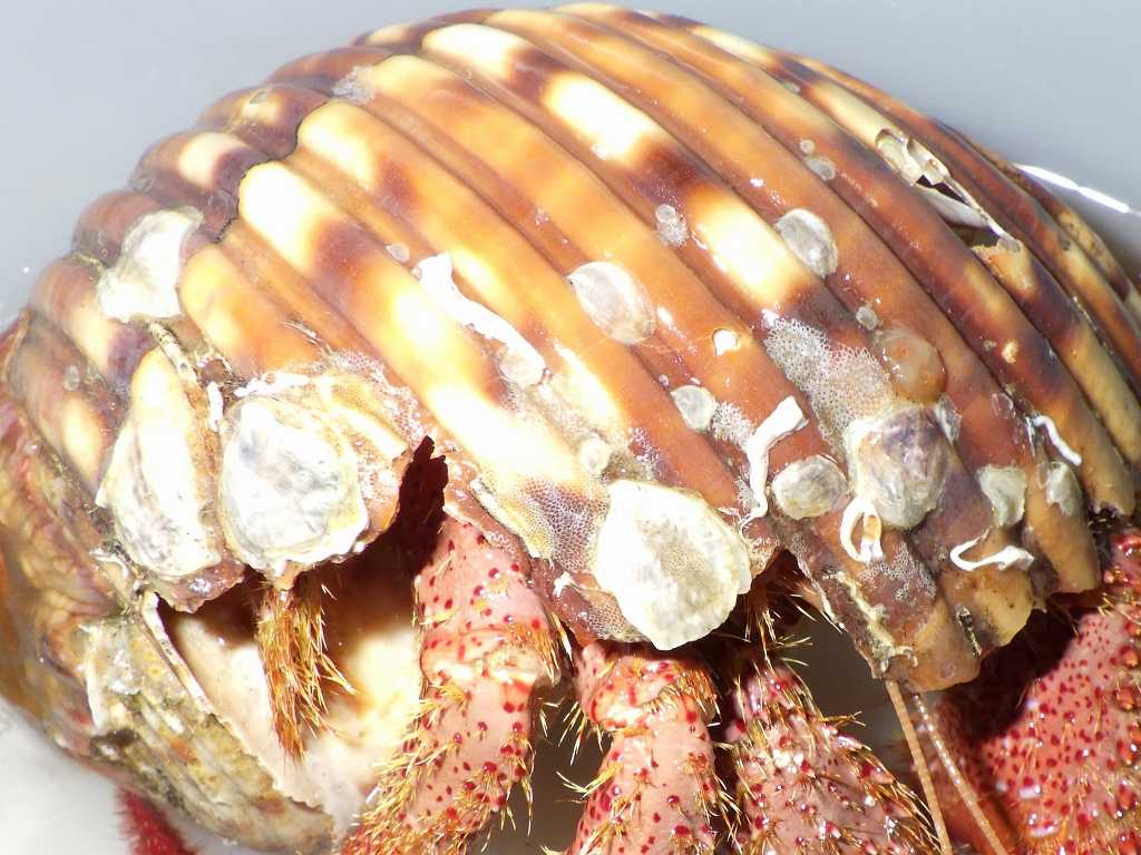アカボシヤドカリ（Dardanus aspersus）2　宿貝の付着生物