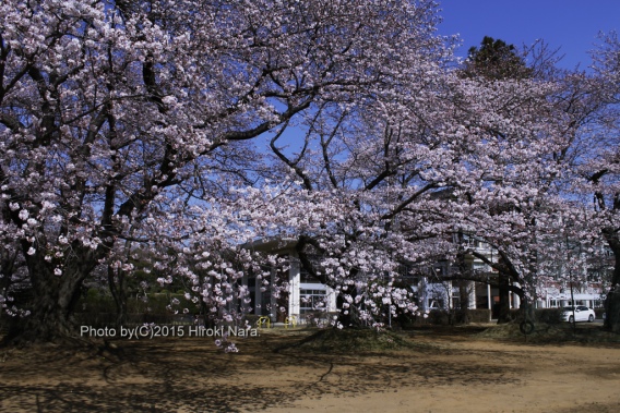 光景　sight0409　桜　サクラ　cherry blossom