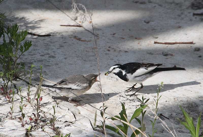 IMG_8293 (800x540).jpg