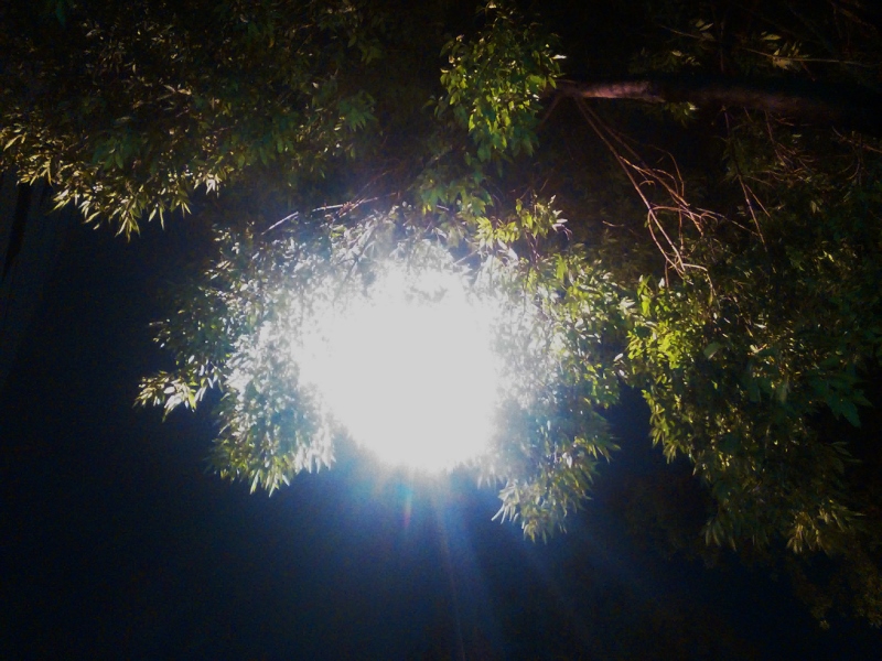 木の光