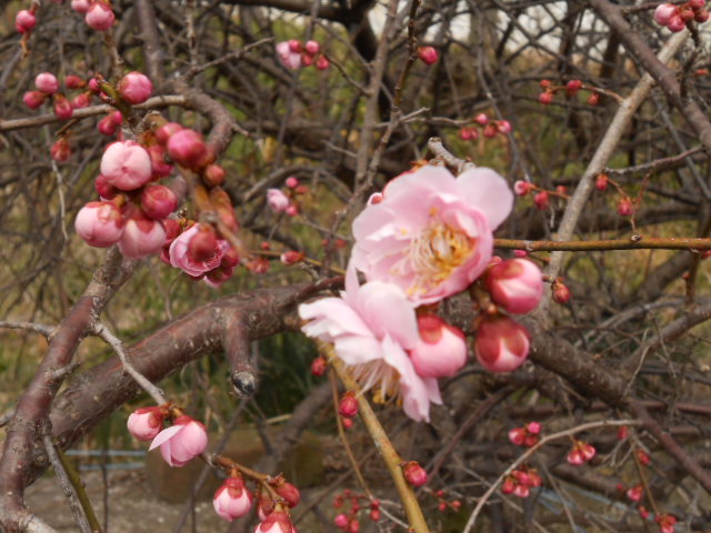 DSCN0971.JPG