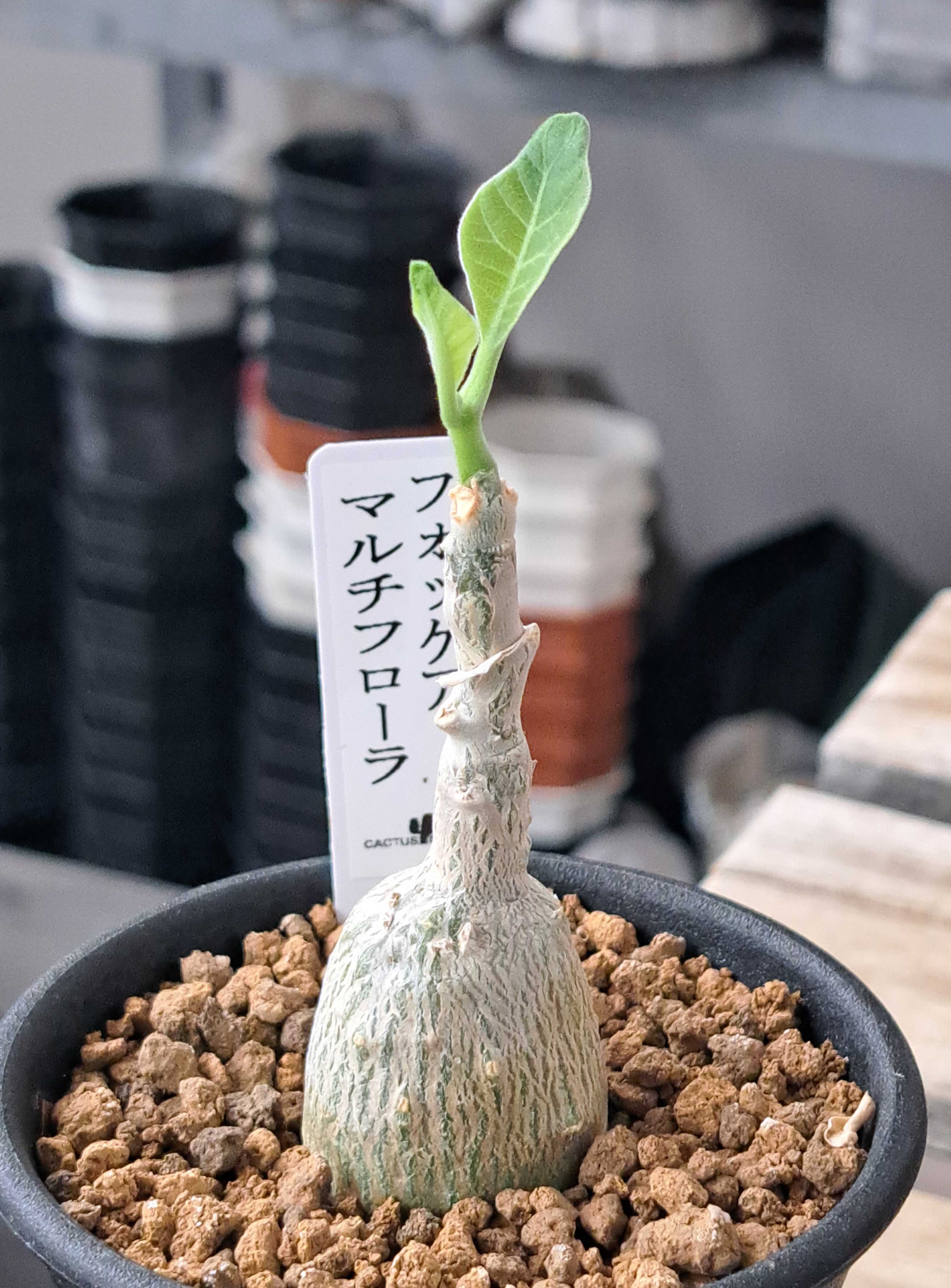 フォッケア・マルチフローラ | デルオの多肉日記 - 楽天ブログ