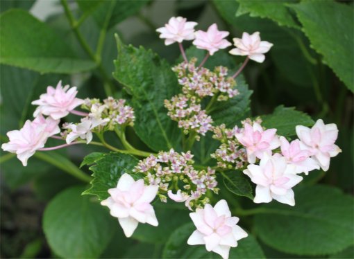 墨田の花火