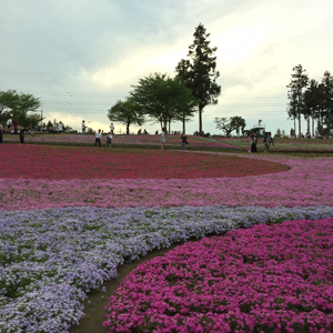 芝桜－１.jpg