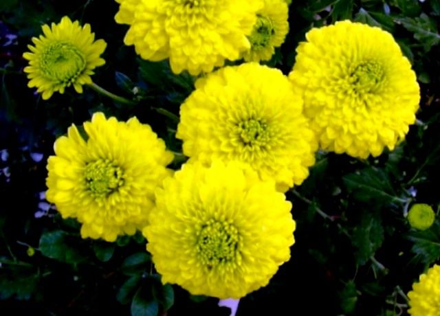 小菊の花 花と蕎麦とリハビリと 楽天ブログ