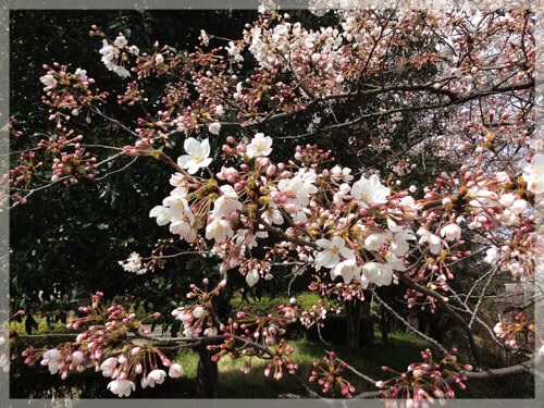 岡村公園の桜