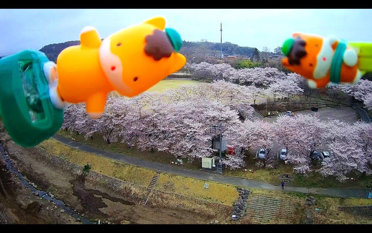 ぐんまちゃん 桜満開の白川サイクリング ２０１９ ４ ８ 山と空が友だち ドローンで空撮 楽天ブログ